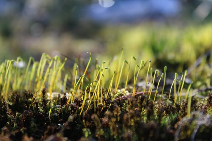 Plants, perhaps grass, sprout from soil. 